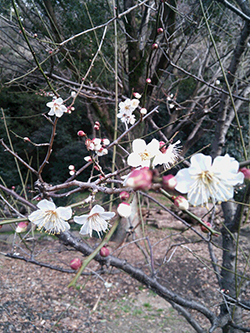 里主のコラム　桜